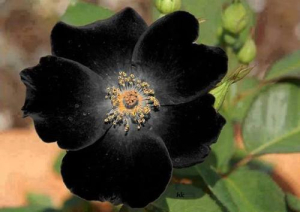 black rose from halfeti