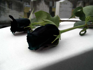 black rose - halfeti